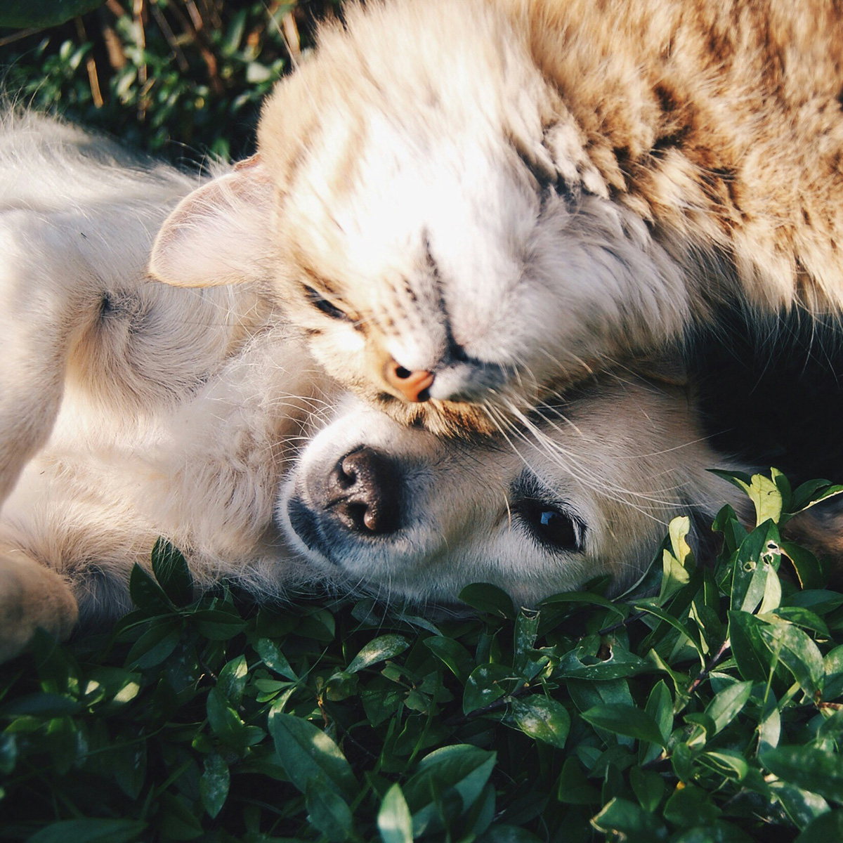 Reiki_animal_0002_krista-mangulsone-9gz3wfHr65U-unsplash