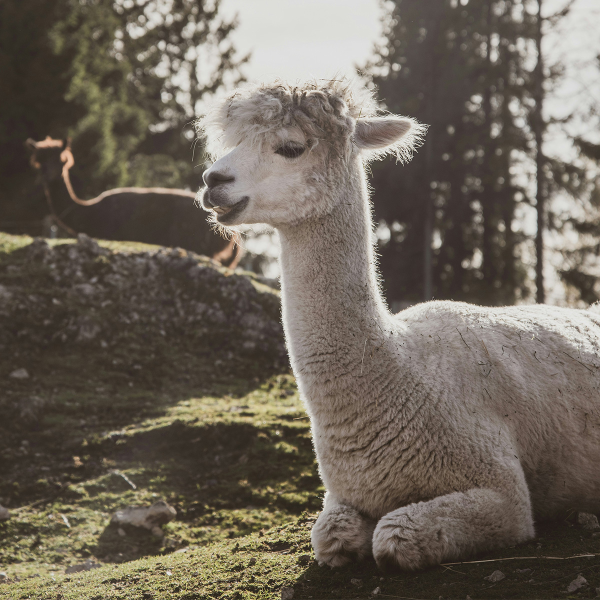 Reiki_animal_0006_sven-mieke--3rO4CI9X-g-unsplash