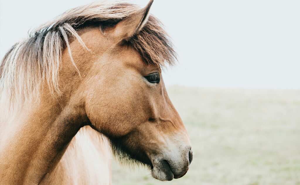 ICRT Animal Reiki Master Training