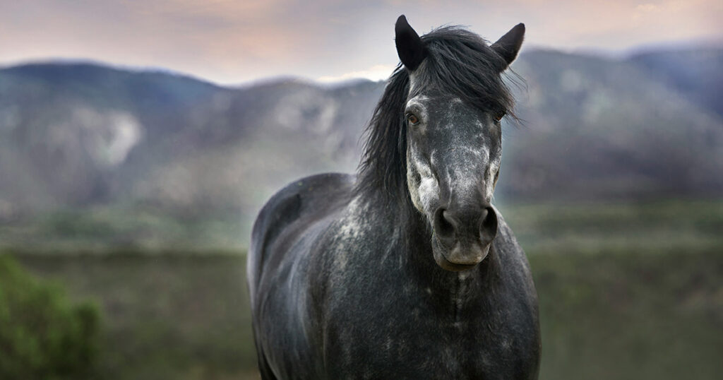 Welches, Oregon – Animal Reiki Master Training